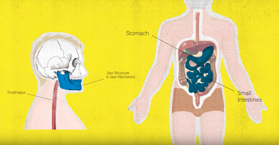 Doctor Explains How Humans Have A “Strict” Vegan Physiology &amp; Anatomy