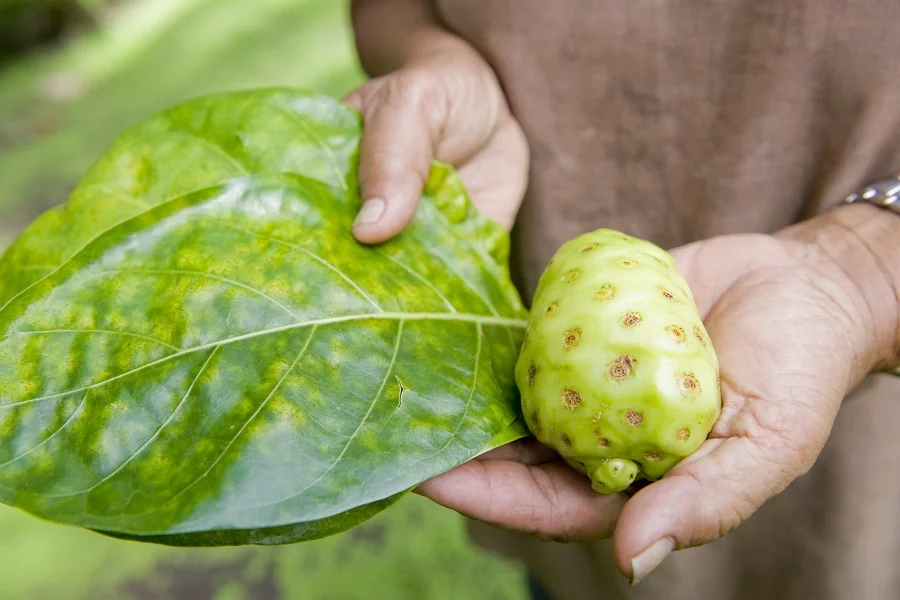 Study: Noni Leaf Extract Works Better Than Erlotinib -The Chemotherapy Drug Used For Lung Cancer
