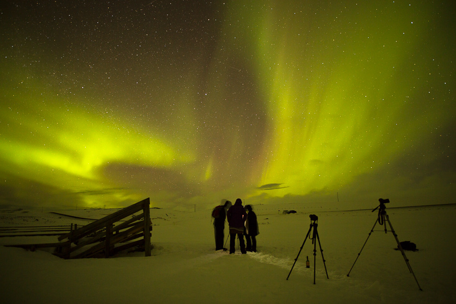 Borealis Aurora