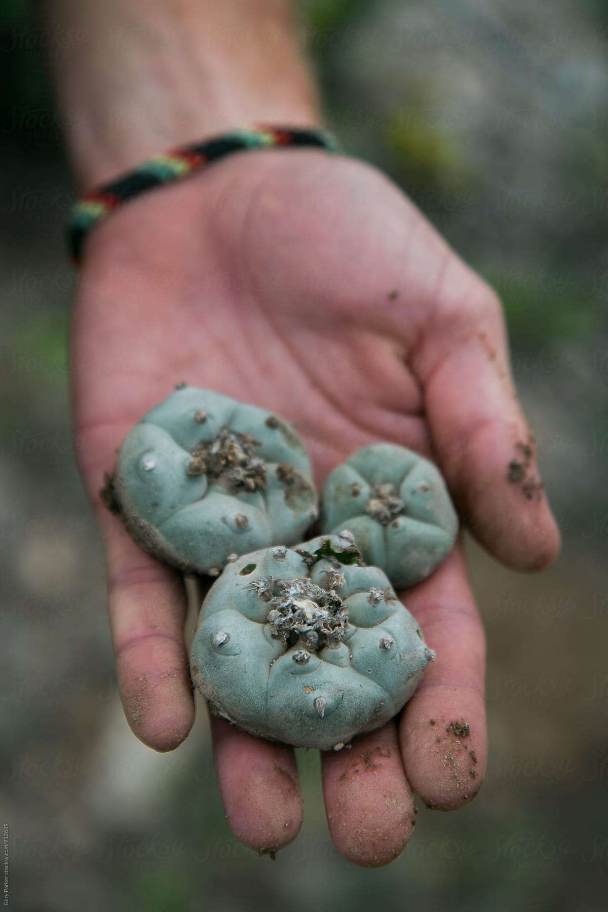  source: https://www.stocksy.com/912689/peyote-cactus-buttons-sitting-on-a-log 