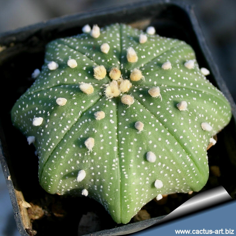 Astrophytum_asterias_cv_star_810.jpg