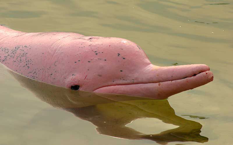 Pink Dolphin