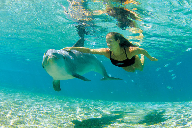 Dolphin Quest(Waikoloa).jpg