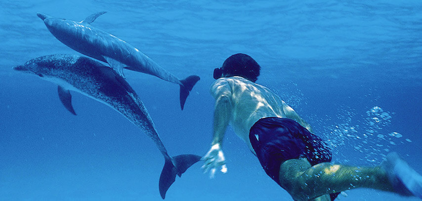 Dive with dolphin