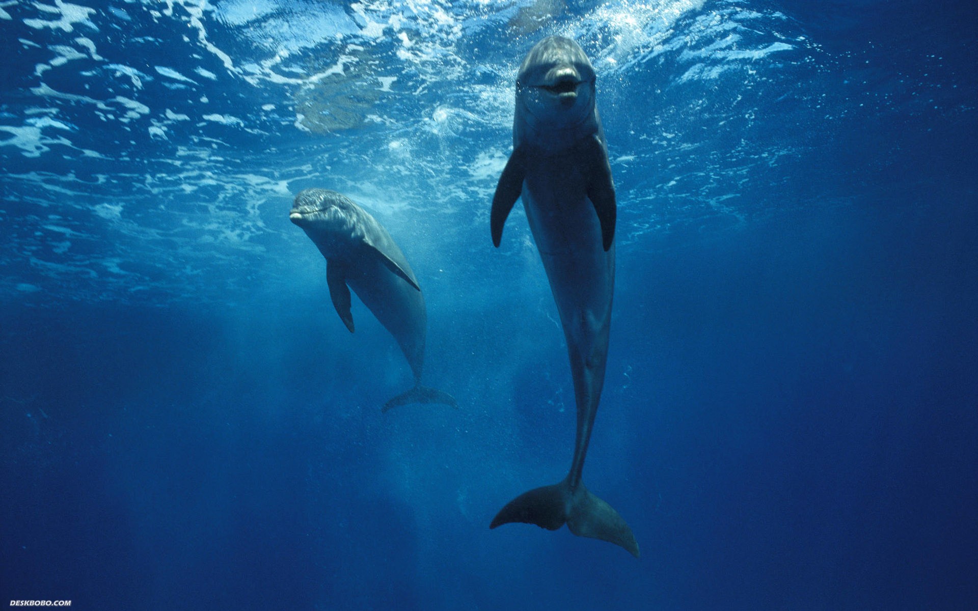  http://mysticseaangel.com/wp-content/uploads/2012/01/dolphins_1920x1200_278-wide.jpg 