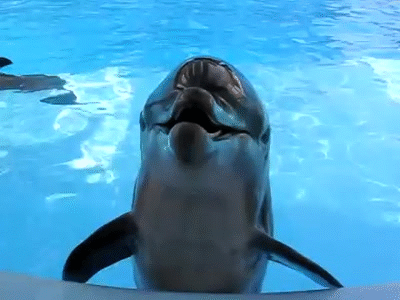 Adorable beings from the Sea: Dolphin