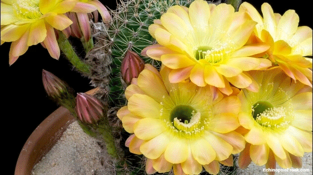 Living Library (Cactus)
