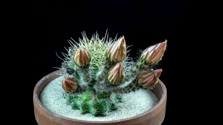 Living Library (Cactus 1)