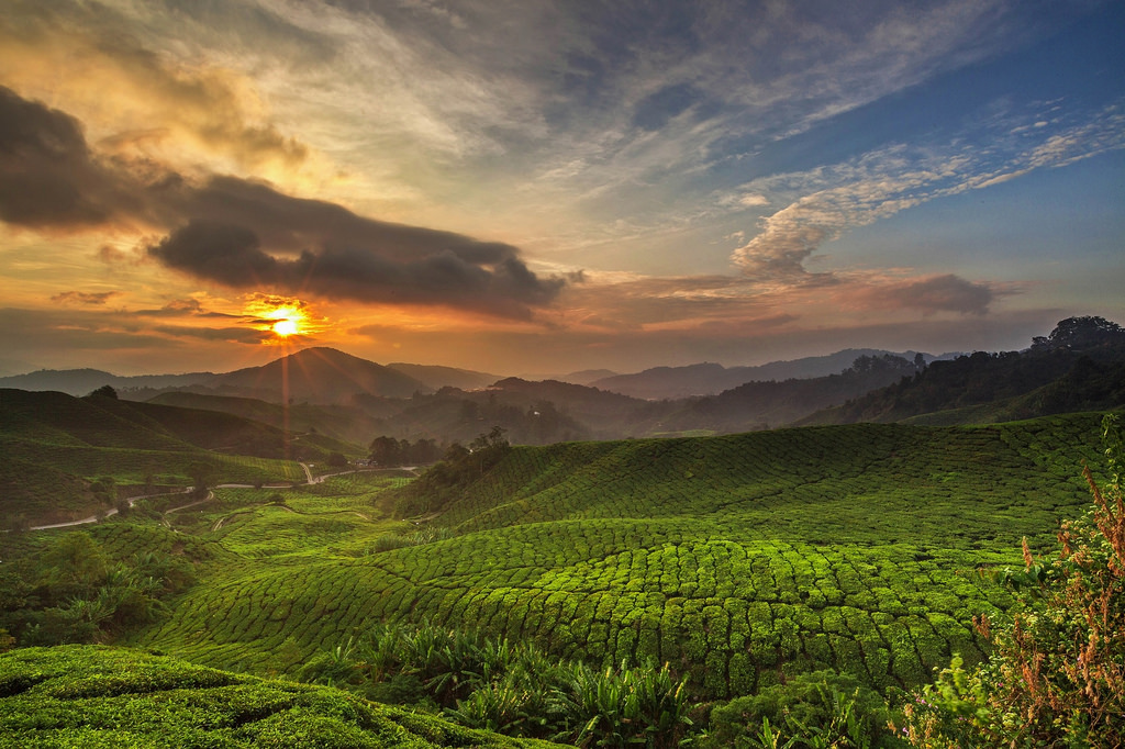 Tea Plantation Sunrise