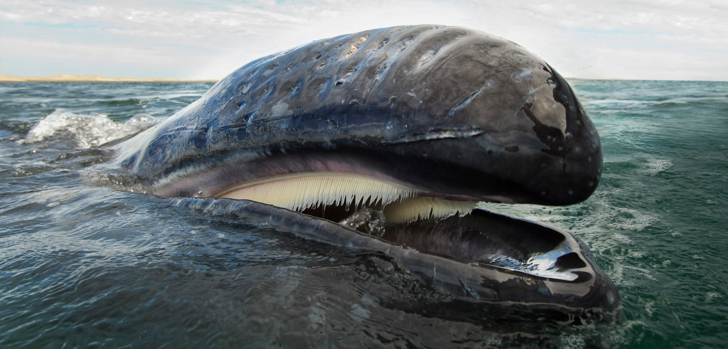 Toothless Whales