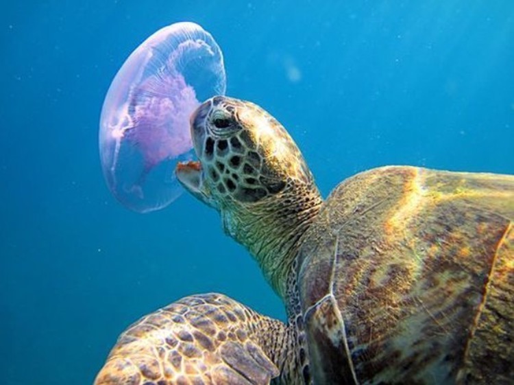 sea-turtle-jellyfish.jpg