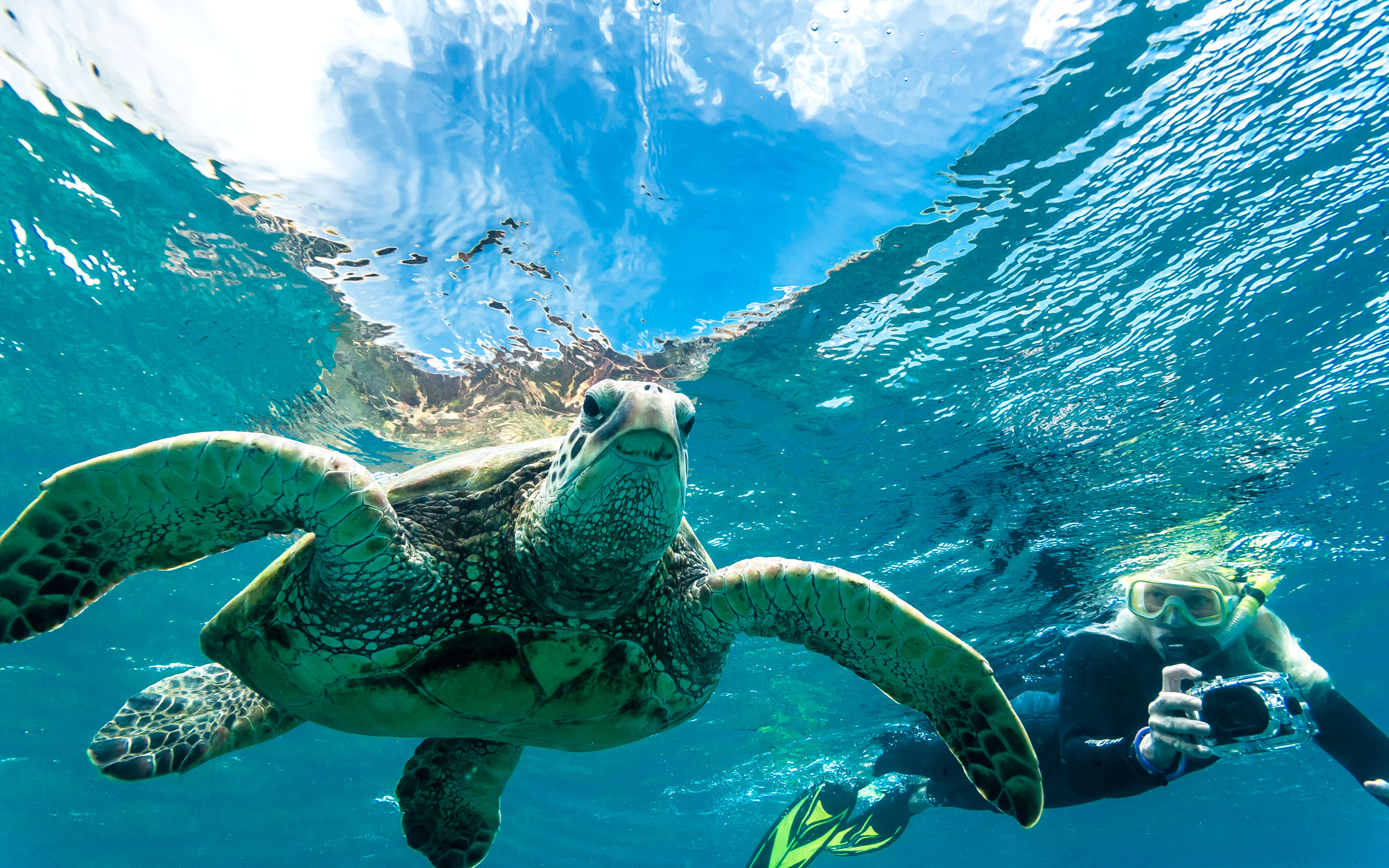Swim with Sea Turtles in Maui