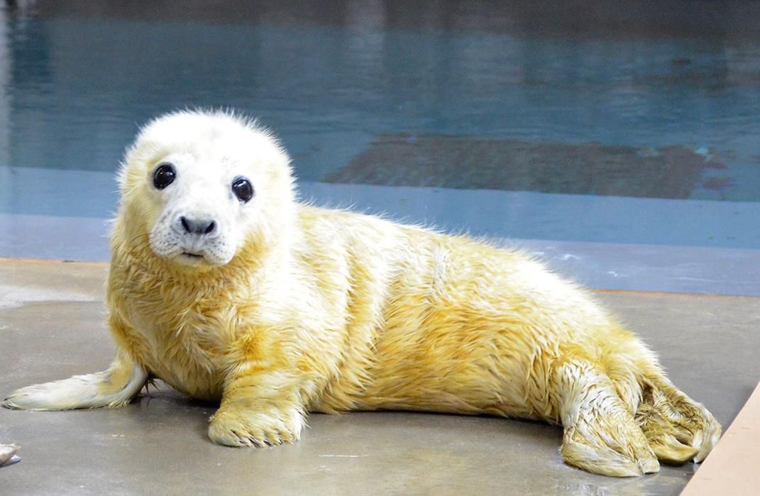 Golden~ Baby Seal