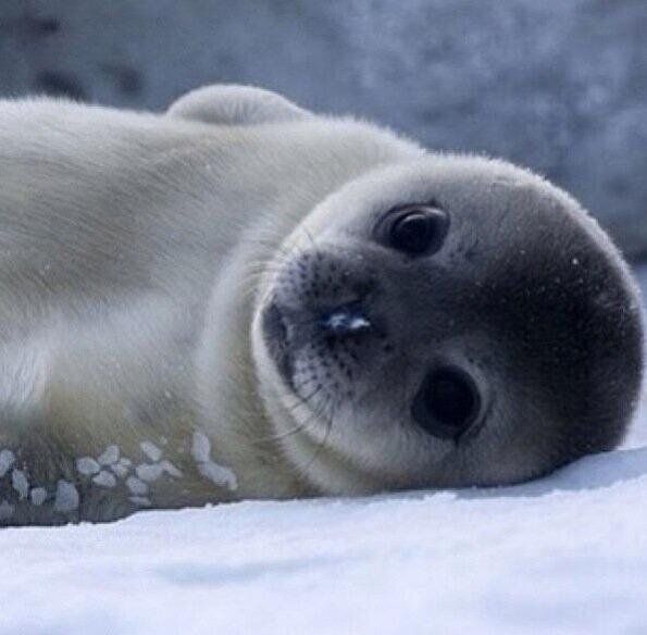 Handsome Seal