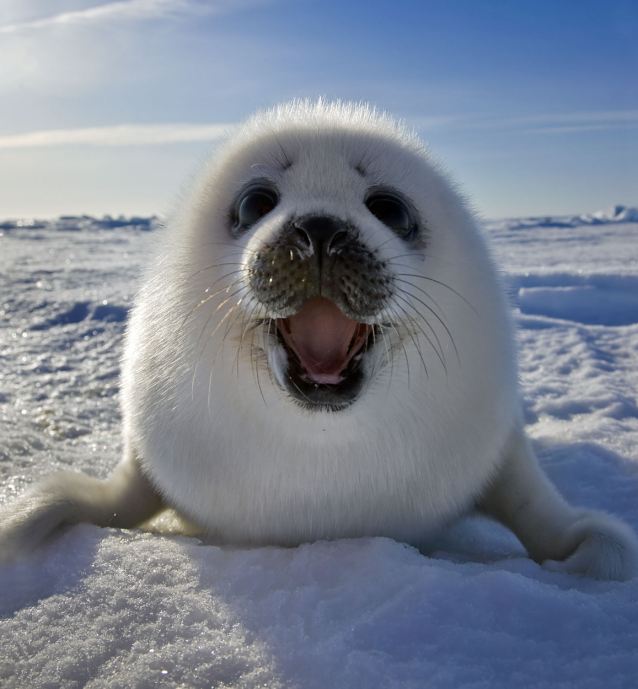 Happy seal