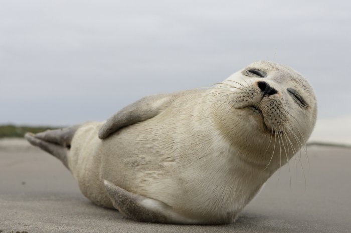 Yoga Seal