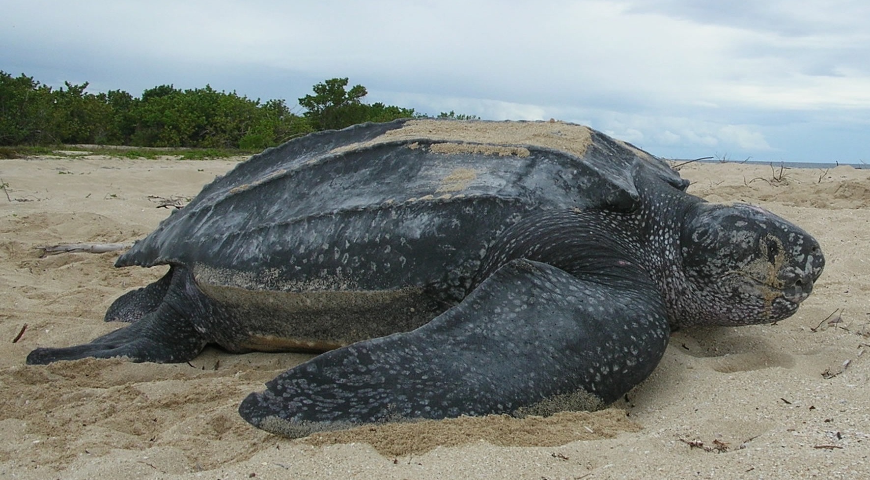 Giant Leatherback