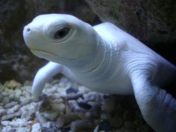 Albine Sea Turtle