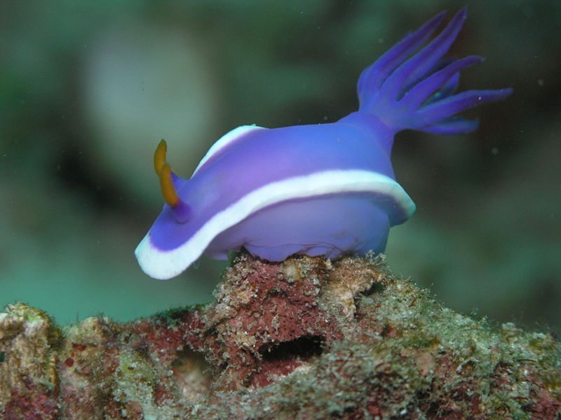 Purple sea slug 
