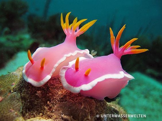Pink  couple (Nudibranches)