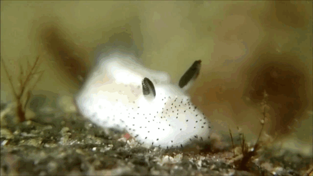 Sea Slug