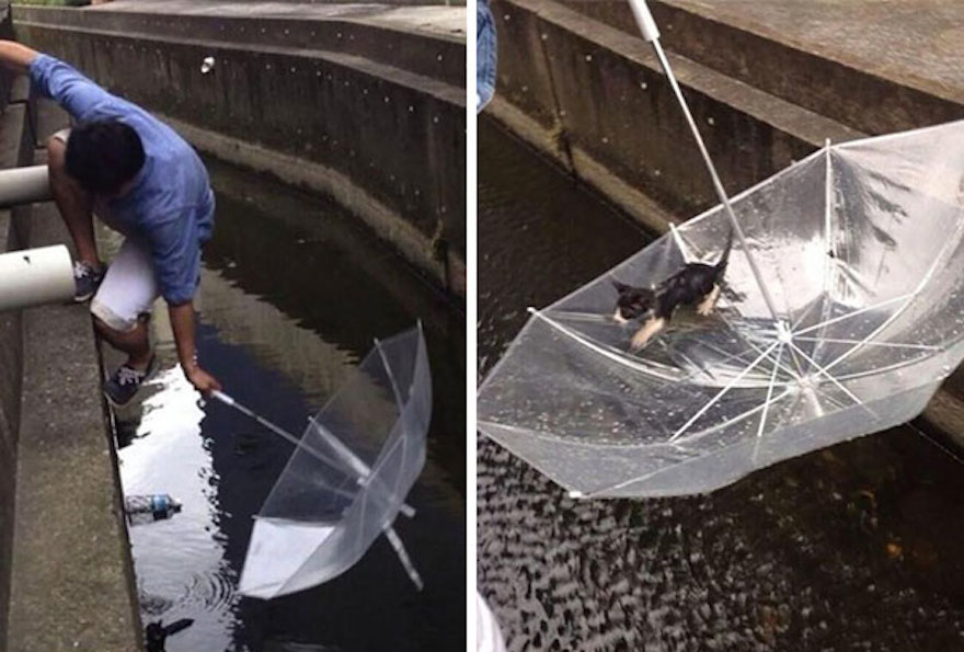 Man uses an umbrella to save a little kitten from drowning.
