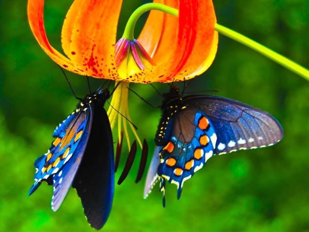  原网址：http://animalsbirds.com/wp-content/uploads/2017/12/Butterfly-and-flowers-HD-wallpaper-1024x768.jpg 