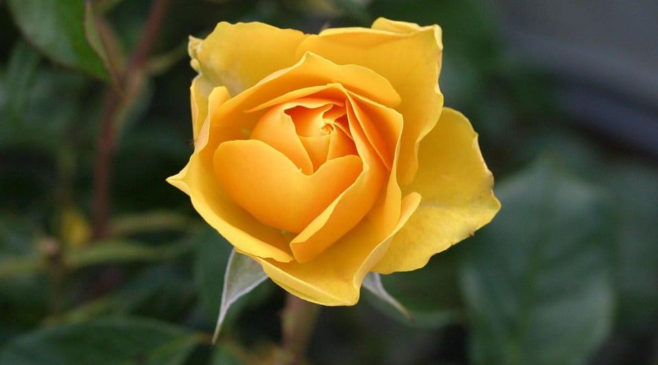  原网址：http://www.flowerglossary.com/wp-content/uploads/2017/09/yellow-roses-1.jpg 