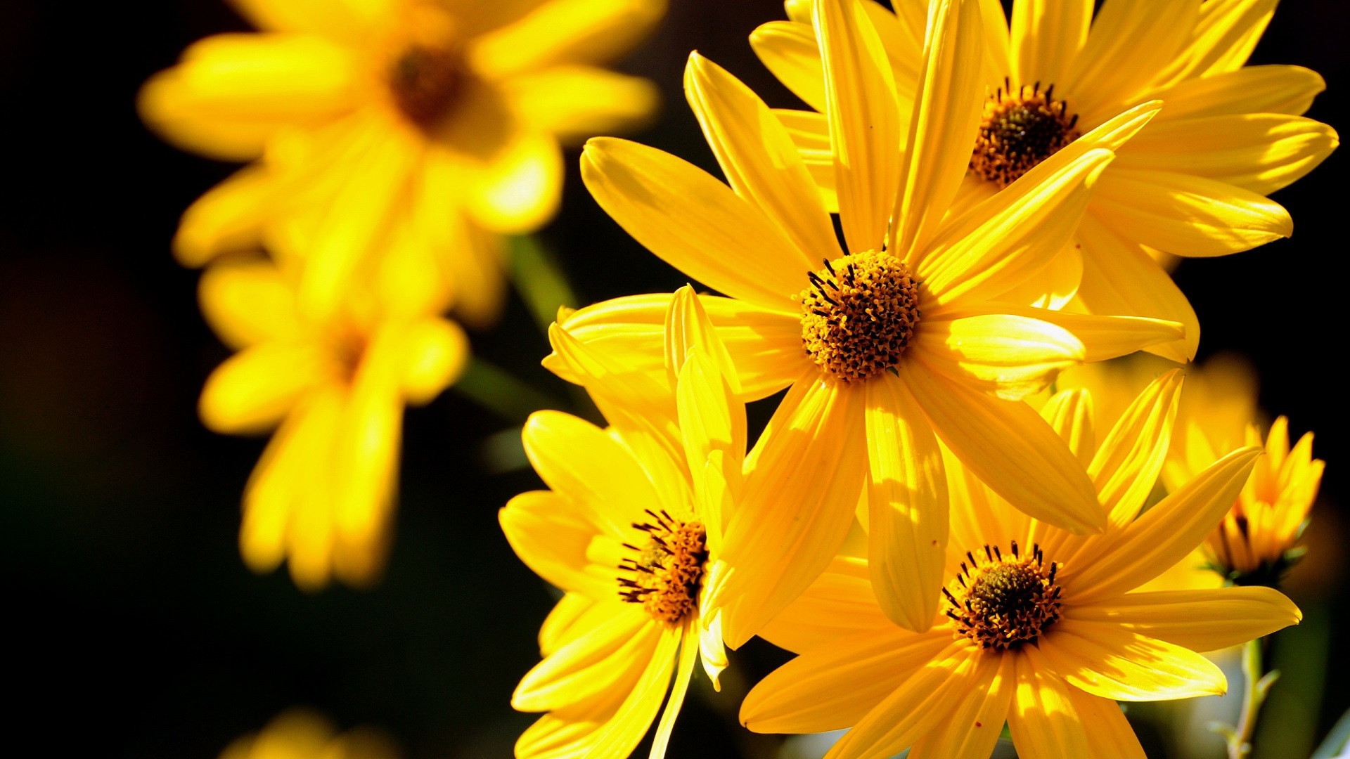  原网址：http://eskipaper.com/images/yellow-flower-up-close-1.jpg 
