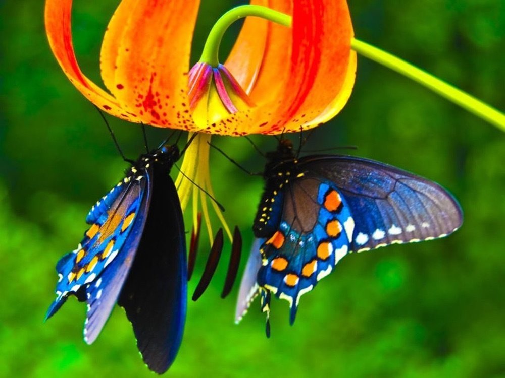  source:http://animalsbirds.com/wp-content/uploads/2017/12/Butterfly-and-flowers-HD-wallpaper-1024x768.jpg    