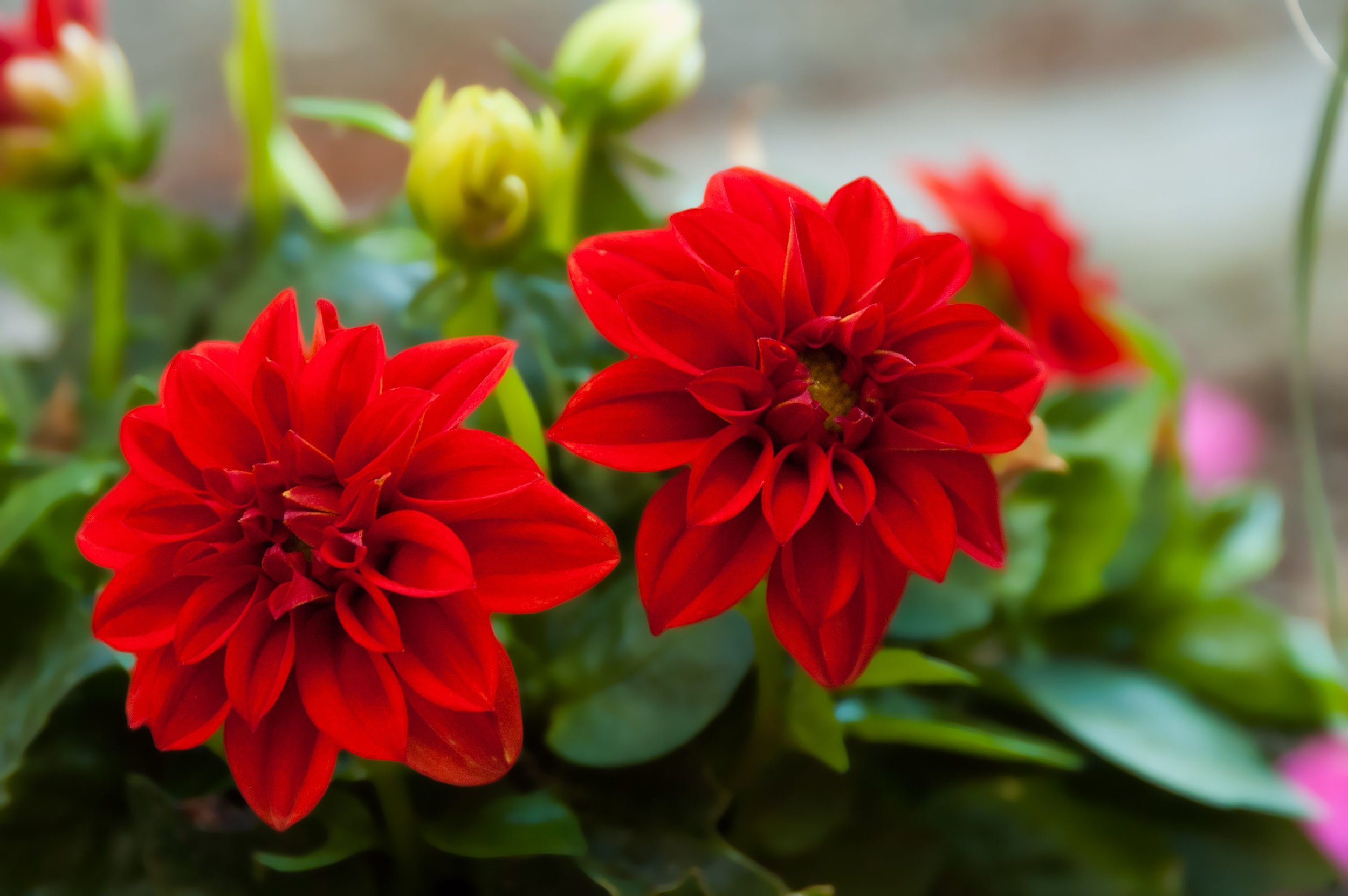  source:https://hips.hearstapps.com/hmg-prod.s3.amazonaws.com/images/close-up-of-red-flowers-royalty-free-image-678895095-1546362083.jpg   
