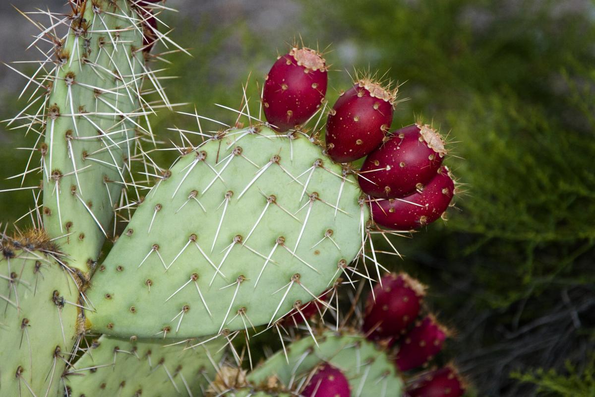 1200-13928571-prickly-pear-cactus-and-fruit.jpg