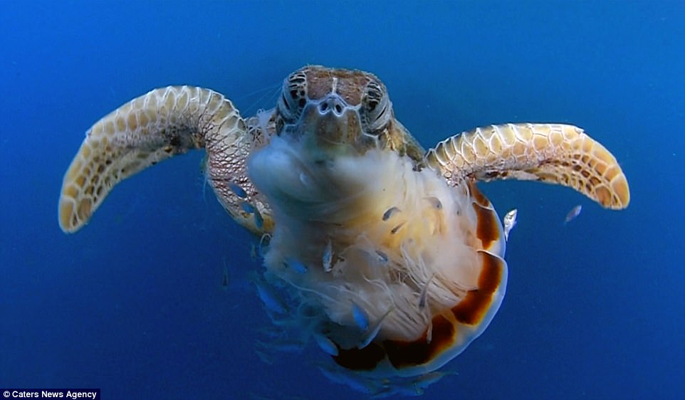  原出處：&gt;&gt;https://myescambia.com/images/default-source/natural-resources-management/wqlm/sea-turtles/sea-turtle-jellyfish.jpg?sfvrsn=5cb306d_2  &gt;&gt;https://i.dailymail.co.uk/i/pix/2017/06/27/11/41CC2C7600000578-4642814-The_photos_were_taken_by