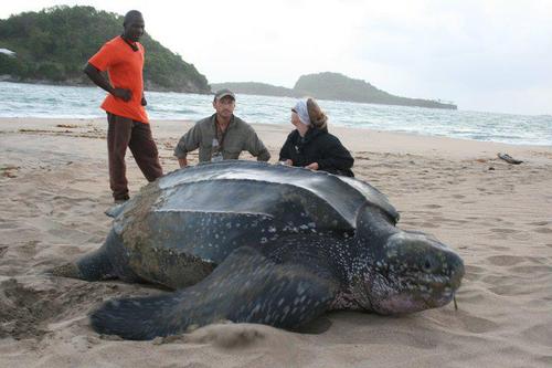  原出處：-http://www.animalpicturesociety.com/giant-leatherback-turtle-47e3  -https://www.youtube.com/watch?v=4muOyszO-e4 