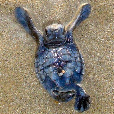 武動的小海龜