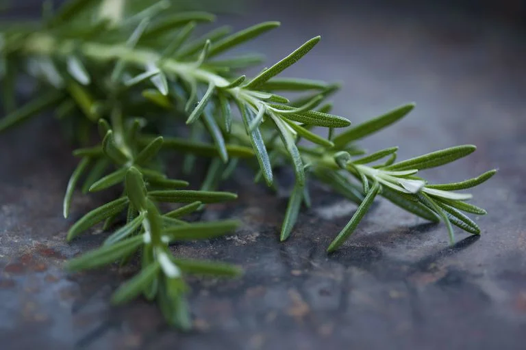 迷迭香精油 (Rosemary )