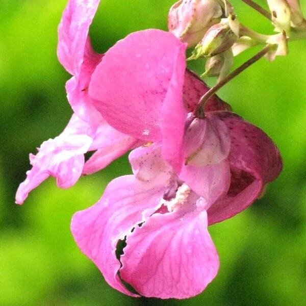 鳳仙花 (IMPATIENS) - 巴哈花精
