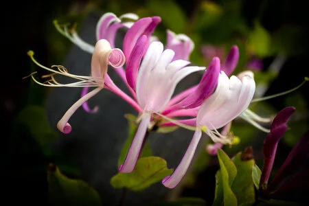忍冬 (HONEYSUCKLE) - 巴哈花精