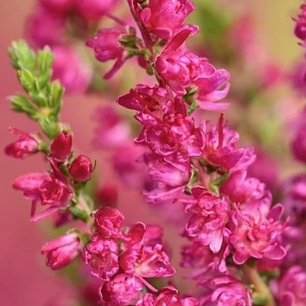 石楠(HEATHER) - 巴哈花精