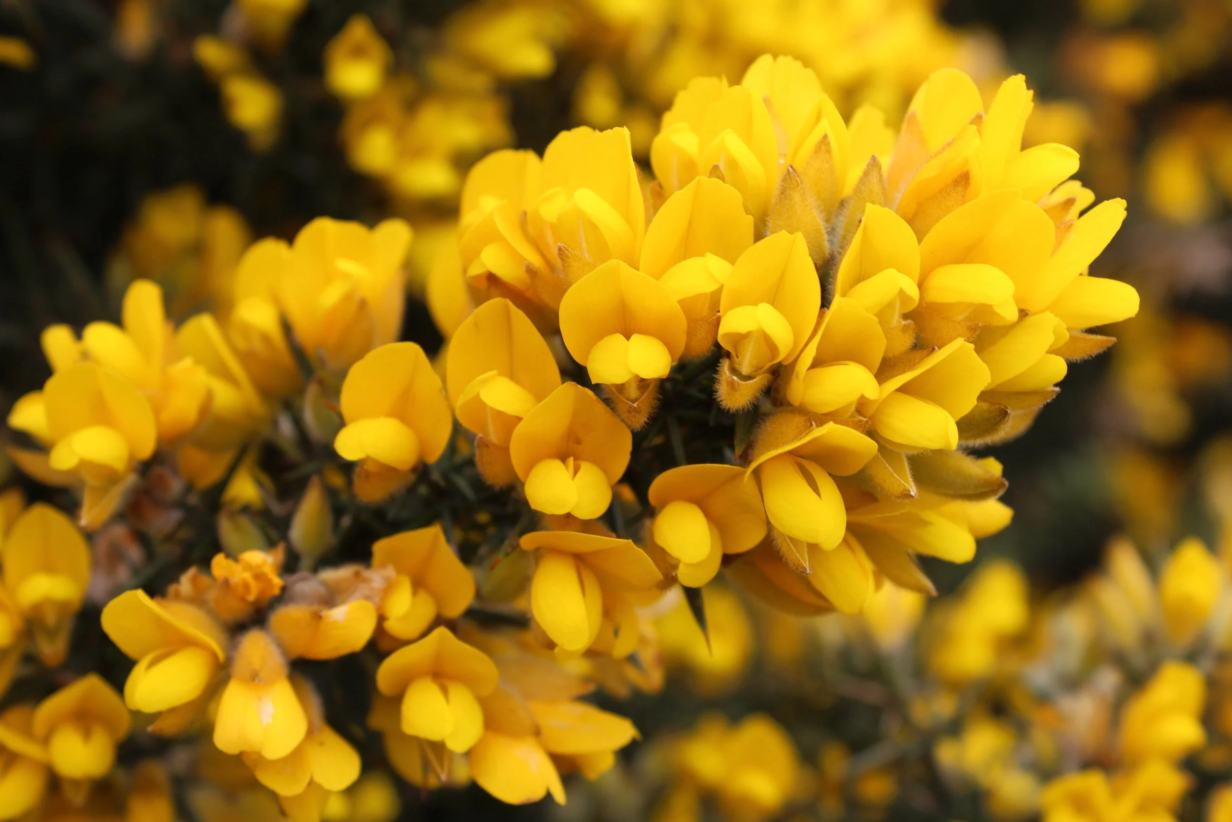 荊豆 (GORSE) - 巴哈花精