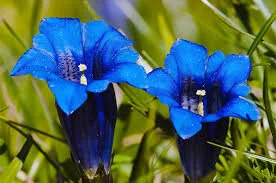 龍膽根&nbsp;(GENTIAN) - 巴哈花精
