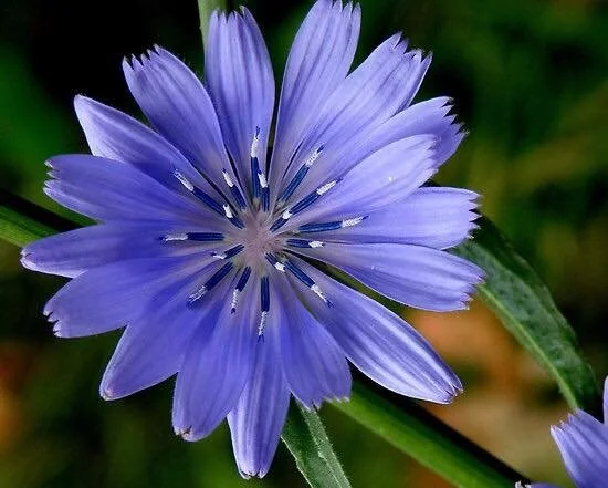 菊苣 (CHICORY) - 巴哈花精