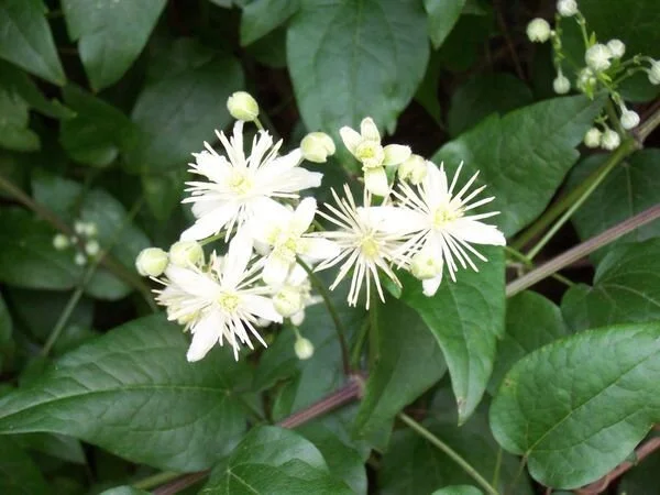 鐵線蓮 (CLEMATIS) - 巴哈花精