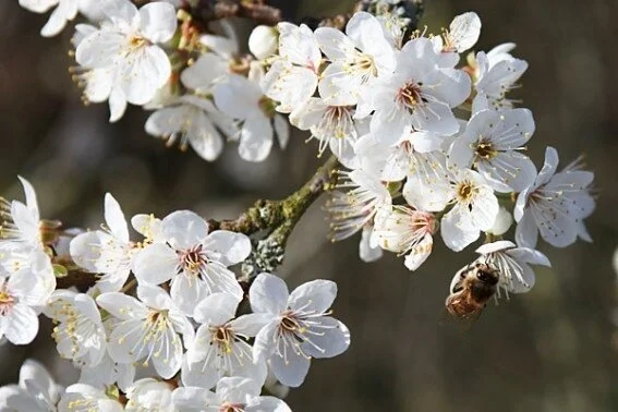 櫻桃李 (CHERRY PLUM) - 巴哈花精