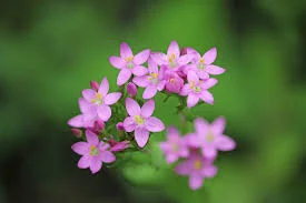 矢車菊(CENTAURY) - 巴哈花精