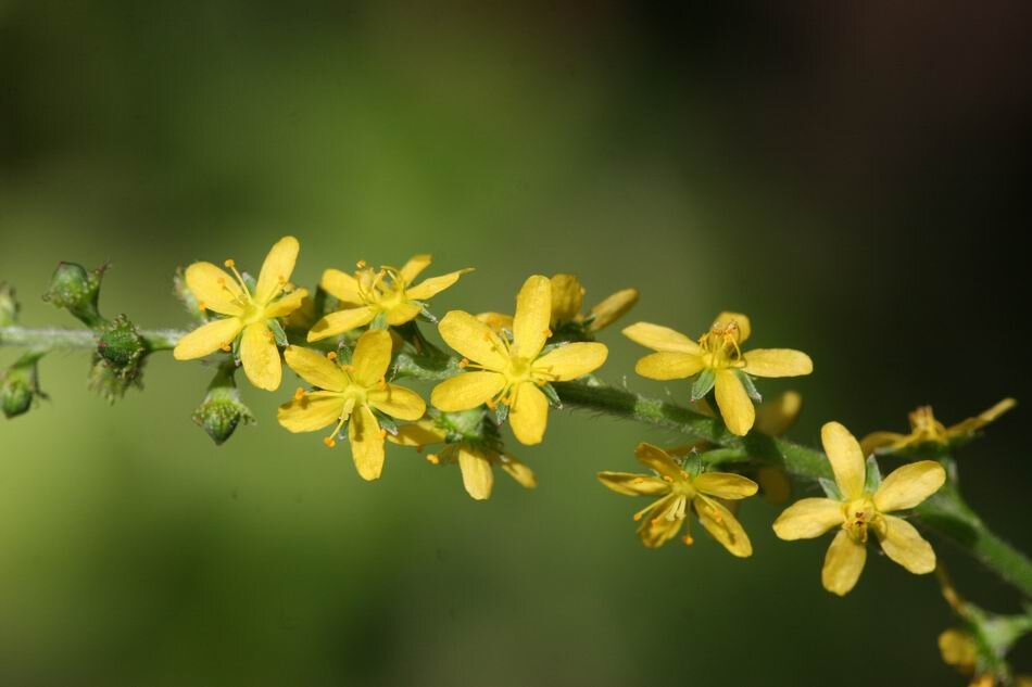 龍芽草(Agrimony) - 巴哈花精