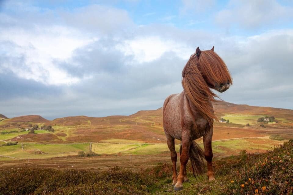 A stalwart and sturdy Carneddau Pony from North Wales..jpg