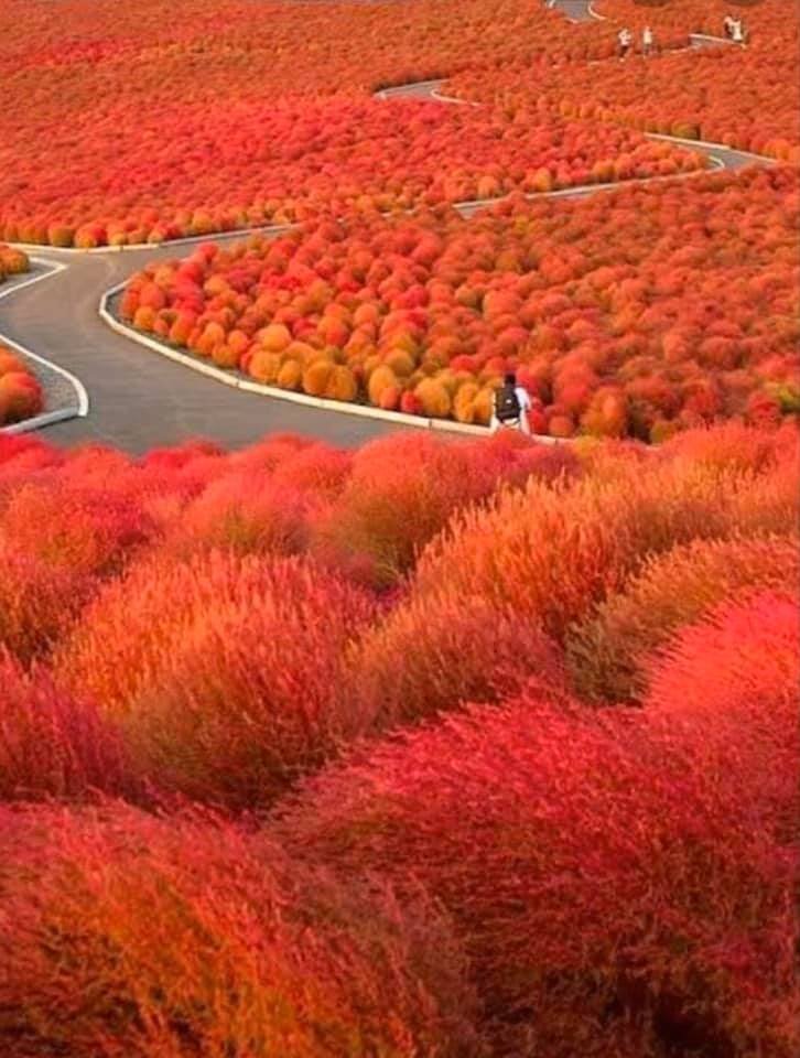 Autumn in Ibaraki, Japan.jpg