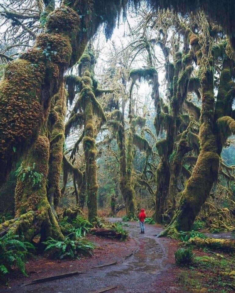Hall of Mosses, Hoh Rainforest, Forks, Washington.jpg