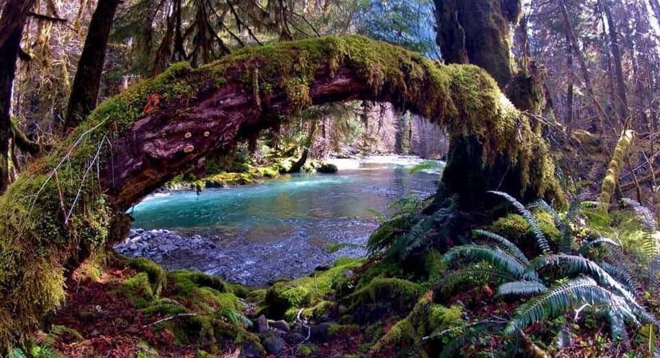 The Hoh Rain Forest, Washington US.jpg